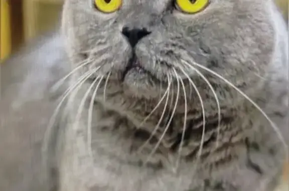 Кошки потеряшки, Казённая Заимка, фото: Потеряшка кошка, Арбатская ул. 80, Казённая