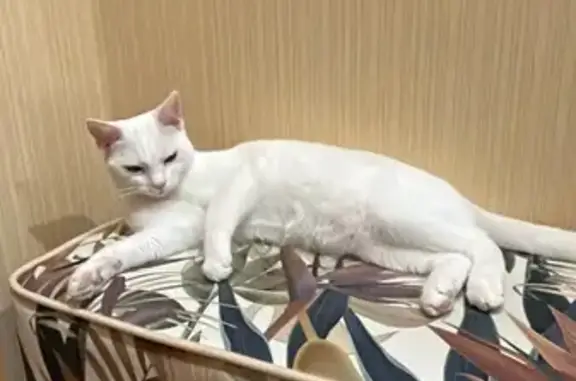 Пропала кошка, пр. Космонавтов, 38, Ростов