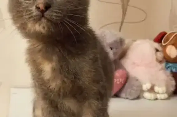 Кошка найдена, Чистопольская 2А, Оренбург