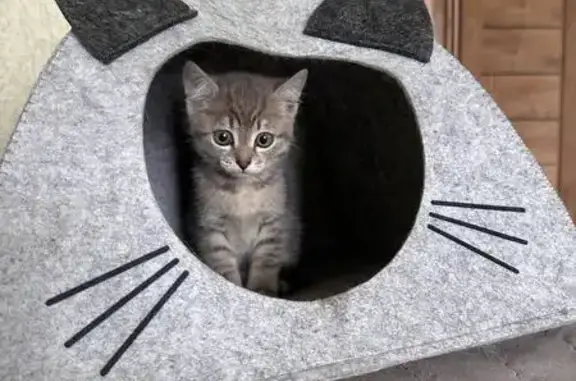 Найдена кошка, Новая Усмань, фото: Котенок найден: Лазурная, 89, Новая Усмань