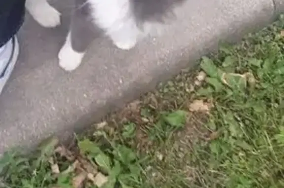 Кошка найдена: 111, Коммунарка