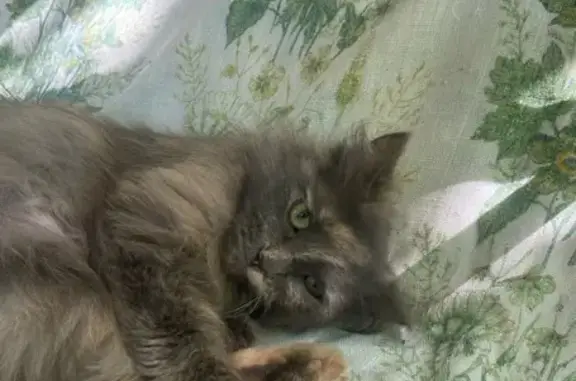 Пропала кошка, Якуба Коласа 41, Волгоград
