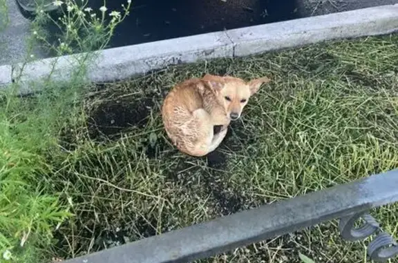 Найдена собака, Магнитогорск, фото: Найдена собака, ул. Кирова, 95, Магнитогорск