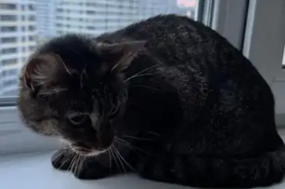 Камышовая кошка найдена: Папанина, 27