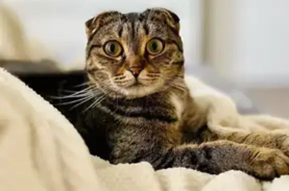 Кошки потеряшки, Тургояк, фото: Потеряшка кошка, ул. Ленина, Тургояк