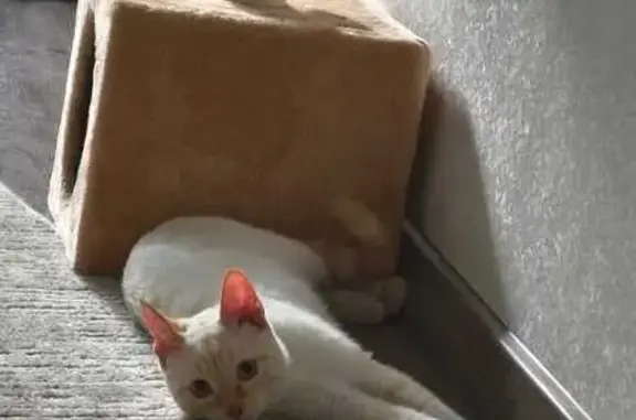 Кошки потеряшки, Тверь, фото: Потеряшка кошка, ул. Чудова, 13, Тверь