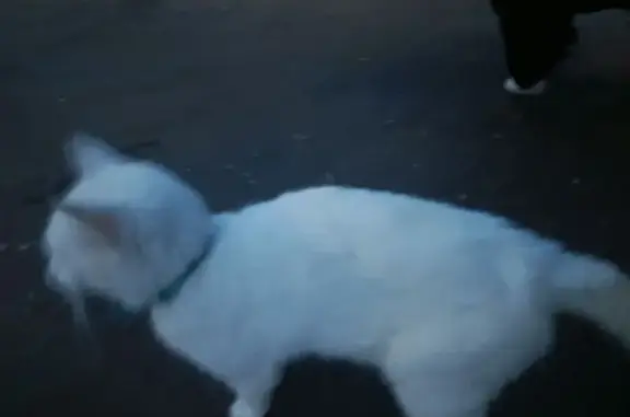 Кошка найдена: ул. Космонавтов, 3, Балахна