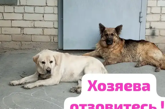 Найдена собака, Волгоград, фото: Собака найдена на наб. 62-й Армии, Волгоград