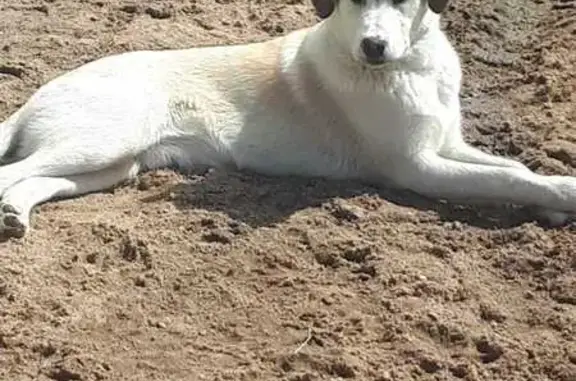 Найдена собака в Рощинском, Ленобласть