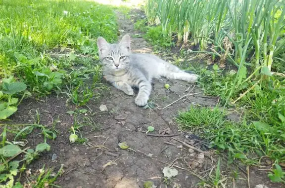 Кошки потеряшки, , фото: Потеряшка кошка, Нагорная ул., Лениногорск