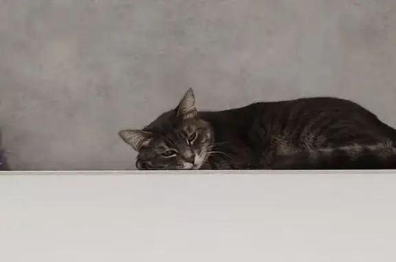 Потерянные животные Оренбург, фото: Пропала кошка, ул. Гаранькина 25, Оренбург