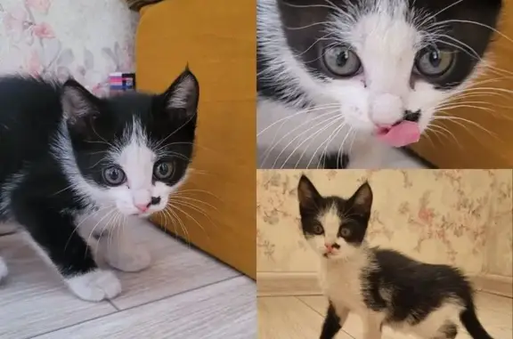 Найдена кошка, Маркова (иркутский), фото: Котенок найден: Снежная ул., 1/1, Маркова