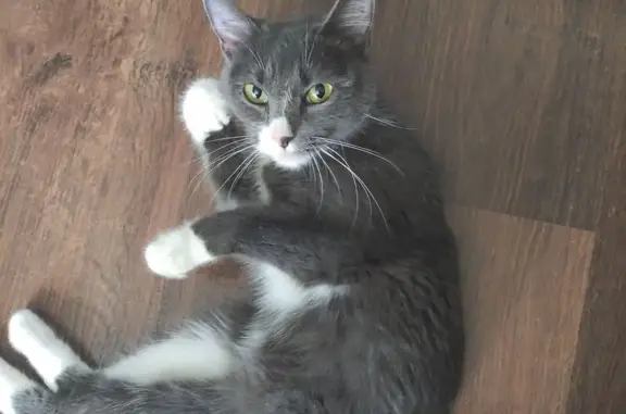 Кошка найдена на ул. Мебельщиков, 8, Тюмень