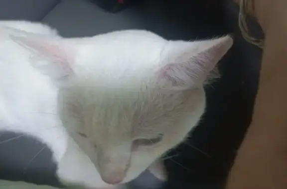 Найдена кошка, Радужный, фото: Кошка найдена, ул. Возрождения, Радужный