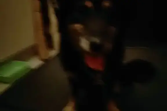 Найдена собака, Иркутская ул., 70, Омск