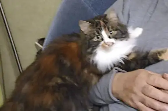 Кошки потеряшки, Свистуново, фото: Потеряшка кошка, Свистуново, 19-224К-006