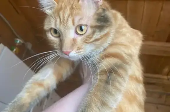 Пропал рыжий кот, мкр. Майский, Чита