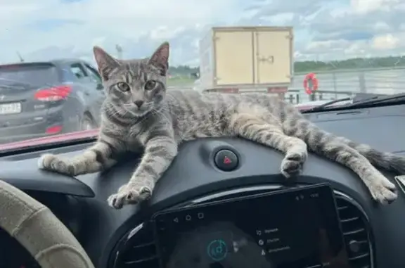 Пропала кошка, ул. Жосу, 14 к1, Архангельск