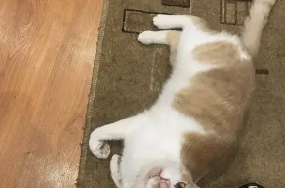 Пропал кот на ул. Красная Заря, 168, Киров