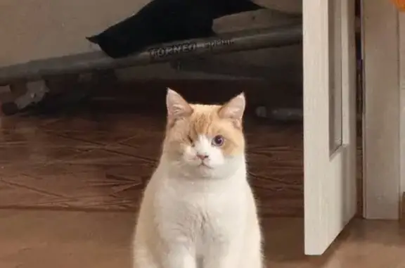 Кошки потеряшки, Тимофеевка, фото: Потеряшка кошка, Железнодорожная 1, Тимофеевка