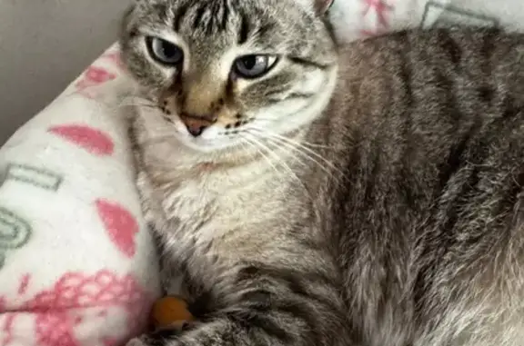 Пропала кошка Нюша, 56, Десна