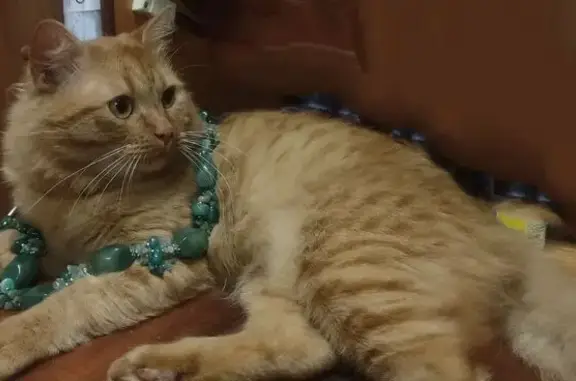 Пропала рыжая кошка, ул. Чехова, 16/8