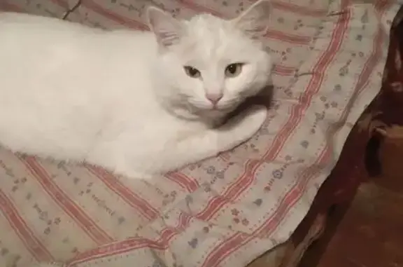 Кошки потеряшки, Россошь, фото: Потеряшка белая кошка, Лесная 13, Россошь
