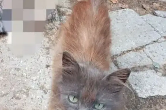Найдена кошка, , фото: Кошка найдена: Краснофлотская, Родники