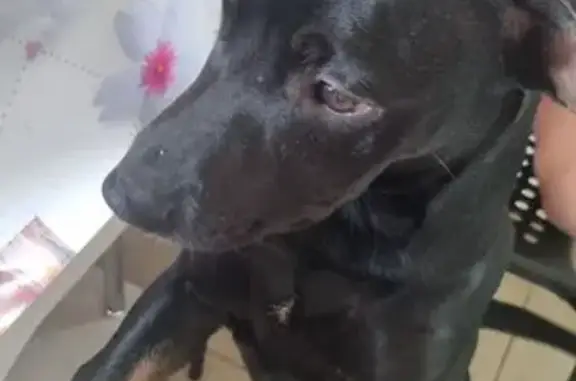 Найдена собака, ул. Содружества, 43