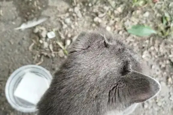 Кошка найдена: Судостроительная, 113