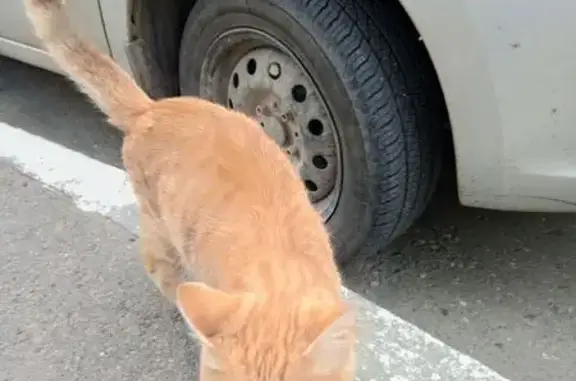 Кошка найдена на Берша, 16, Ижевск