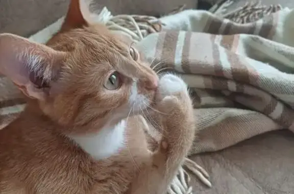 Пропала кошка, Дальний тупик 6, Иваново