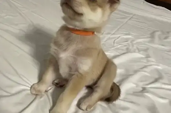 Щенок найден у ТЦ 