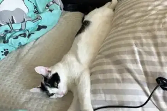 Пропала кошка, Отрадная 25, Жигулёвск