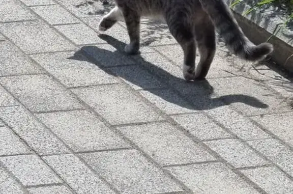 Кошка найдена в парке, Ходынский б-р, Москва