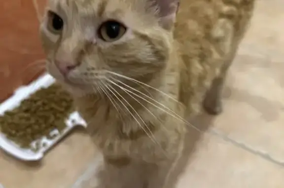 Кошка найдена на Даурской, 22, Казань