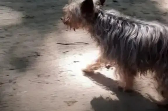 Йорк найден в сквере на ул. Яналова, Калининград