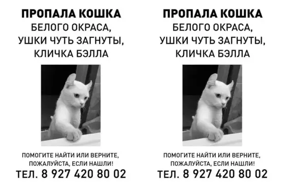 Пропала белая кошка, 18/06, Набережные Челны