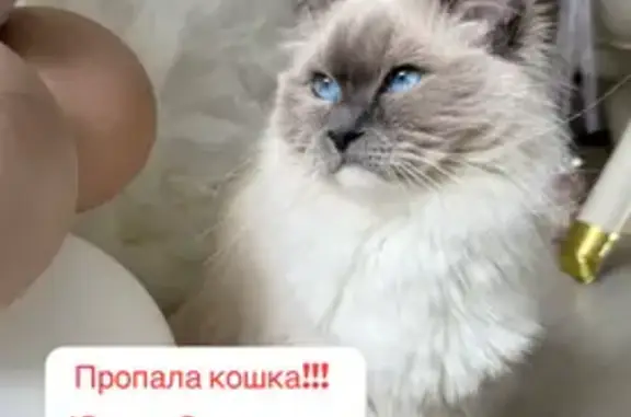 Пропала кошка, Водный пер., 17, Южно-Сах.