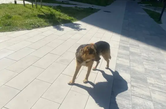 Собака найдена: Закатная ул., 29 к1, Калининград