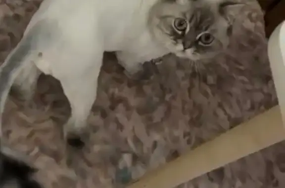 Объявления о пропавших и найденных животных, Свободный, фото: Пропала кошка, ул. Чубаровых, Свободный