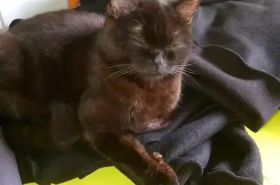 Кошка найдена на Калинина, 108Б к3, Пенза - photo