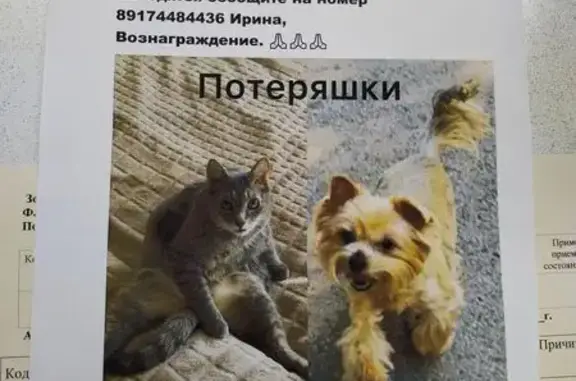 Пропали кот и собака, Уфа, пр. Октября 134/1