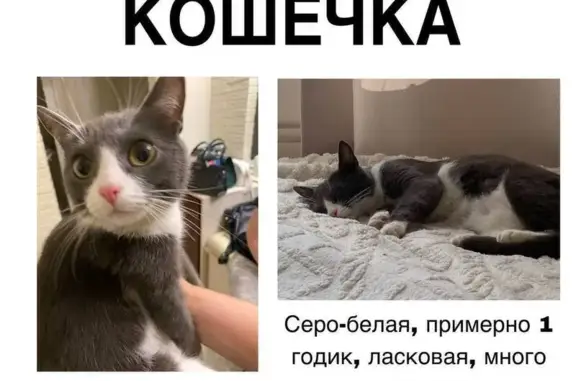 Найдена кошка, Пермь, фото: Кошка найдена: ул. Юрша, 21, Пермь
