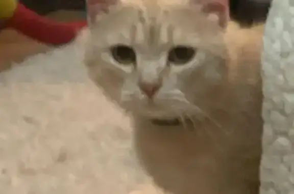 Кошка найдена: Твардовского, 14 к2, Москва