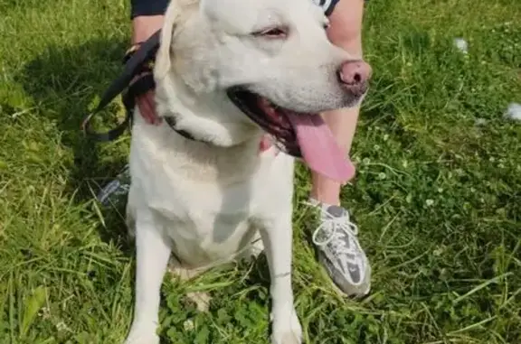 Лабрадор найден на пр. Ветеранов, СПб