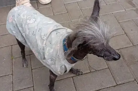 Найдена собака, Рассказово, фото: Найдена собака, ул. Котовского 2А, Рассказово