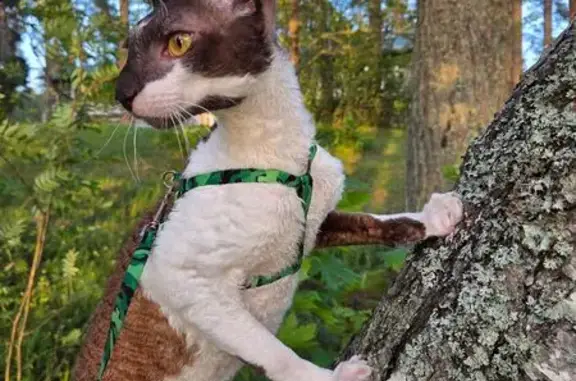 Кошки потеряшки, Почеп, фото: Потеряшка корниш-рекс, Садовая ул., Почеп