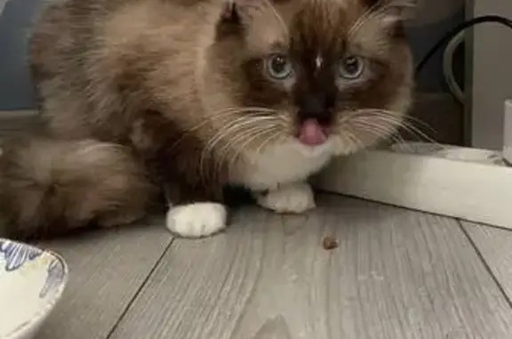 Кошка найдена: Ракетный бульвар, Москва