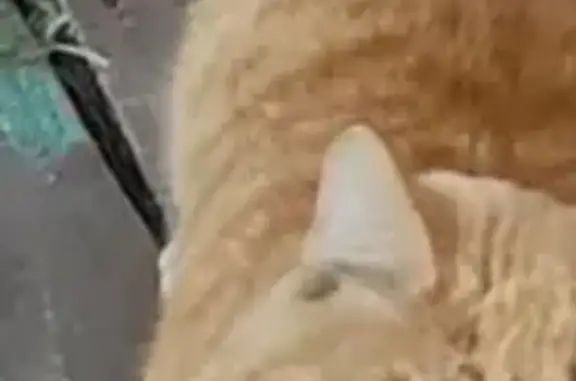 Кошки потеряшки, Элитовский сельсовет, фото: Потеряшка кошка, Элитовский с/с, Красноярск